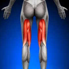Rückansicht der Beinmuskulatur mit hervorgehobenem musculus semitendinosus.