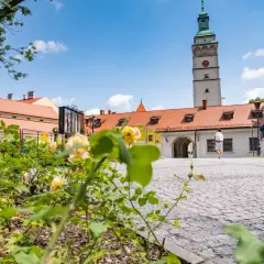 Kwiaty w pierwszym planie, w tle wieża ratuszowa i zabudowania, urokliwy zakątek żywiec i okolice.
