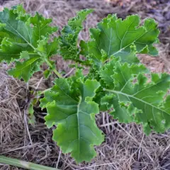 En grönkålplanta med krusiga blad växer i ett jordtäcke av halm. En spännande start för att odla kål!