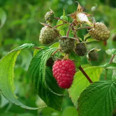 Un lampone rosso maturo spicca tra i verdi frutti acerbi e le foglie. La potatura lamponi è fondamentale per una buona raccolta.
