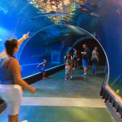 Ludzie spacerują w tunelu akwarium, obserwując ryby.