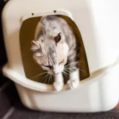 Un chat tigré, visiblement inquiet, est dans sa litière. Il semble être un chat qui urine beaucoup, peut-être à cause d'un problème de santé.