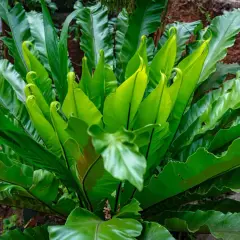 Kępa soczystych, zielonych liści paproci Asplenium Parvati, z których niektóre zwijają się w spiralę, tworząc piękny, naturalny wzór.