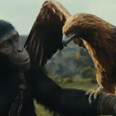 Ein Schimpanse aus "Planet der Affen: New Kingdom" blickt zu einem majestätischen Adler, der auf seinem Arm sitzt.