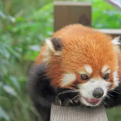 Un adorable panda rojo, con su pelaje anaranjado y negro, descansa sobre madera. ¡Descubre curiosidades del panda rojo!