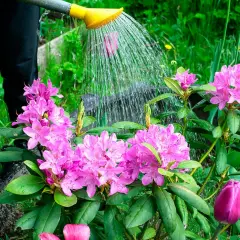Vattning av nyplanterad rhododendron med rosa blommor. En lila tulpan anas i förgrunden.
