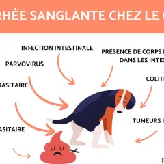 Un chien triste a du sang dans les selles, causé par diverses affections intestinales comme le parvovirus ou des corps étrangers.