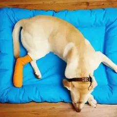 A mi perro le cuesta levantarse con las patas traseras, causas y soluciones
