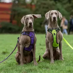 Dwa wyżły weimarskie w szelkach easy-walk i guard siedzą na trawie.