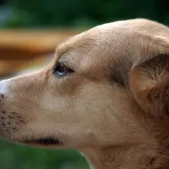 Un chien regarde une abeille volante. L'image évoque l'inquiétude d'un œdème de Quincke chez le chien, dont la durée peut varier.