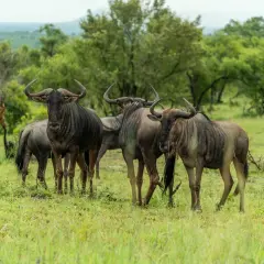 Eine Gruppe Gnus steht auf einer grünen Wiese im Kruger National Park.