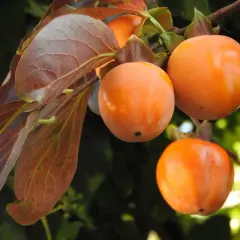 Cachi maturi e succosi pendono dai rami, pronti per essere raccolti. Le foglie autunnali, con sfumature rossastre, incorniciano i frutti arancioni.