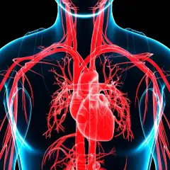 Cuore e arterie in rosso su sfondo nero. L'immagine evoca la sensazione di ansia e la potenziale pericardite.