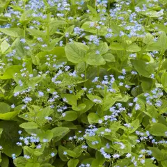 Ein dichter Teppich aus Vergissmeinnicht, ein idealer **bodendecker schatten**-Pflanze, bedeckt den Boden mit zarten blauen Blüten und grünen Blättern.