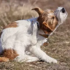 Cómo quitar pulgas de perro con vinagre: un remedio efectivo y seguro