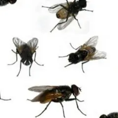 Varias moscas de diferentes tamaños y poses, algunas con alas extendidas, parecen flotar en un fondo blanco. Es como si alguien estuviera empezando a soñar con moscas.
