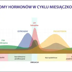 Wykres pokazuje poziomy hormonów: FSH, estrogenów, LH i progesteronu. Po owulacji dominuje faza lutealna z wysokim poziomem progesteronu.