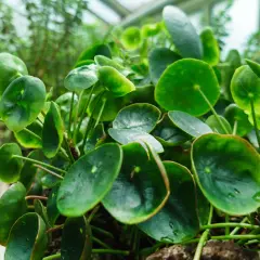 Üppige Pilea mit runden, grünen Blättern, die nach Licht streben. Perfekt für die Pilea Pflege im Innenbereich.