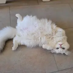 Puszysty kot szkocki długowłosy leży na plecach, odsłaniając brzuch.