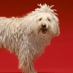 Un perro blanco con pelo largo y enredado, como si fuera uno de esos perros que sueltan mucho pelo. Su pelaje parece una cascada de rastas.