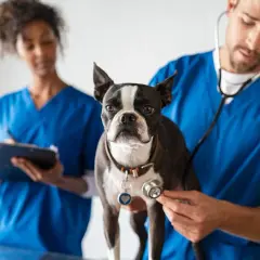 Centro Veterinario Sur: Servicios completos para el bienestar de tu mascota