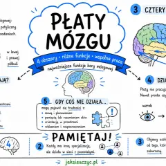 Ilustracja przedstawia płaty mózgu i ich funkcje. Wskazuje, że zaburzenia mowy mogą wynikać z problemów z płatem skroniowym.