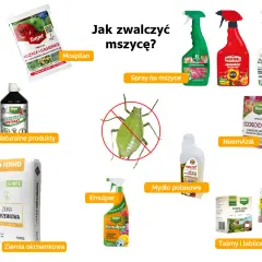 Mospilan to najskuteczniejszy preparat na mszyce, ale dostępne są też inne środki, jak spraye, mydło potasowe czy ziemia okrzemkowa.
