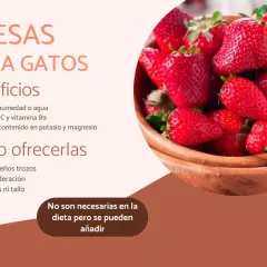Fresas para gatos: beneficios y cómo ofrecerlas. Los gatos pueden comer fresas en pequeños trozos, con moderación y sin hojas.