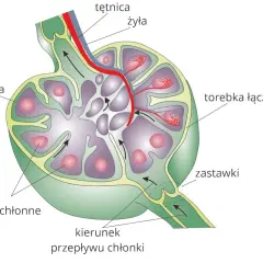 Przekrój węzła chłonnego, kluczowego elementu układu limfatycznego, z widocznymi grudkami chłonnymi, zatoką brzeżną i naczyniami.