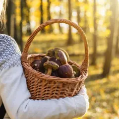 Gdzie na grzyby z noclegiem? Odkryj najlepsze miejsca na wypoczynek