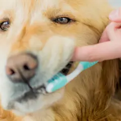 Złoty retriever dostaje czyszczenie zębów. Dobra higiena jamy ustnej to klucz do zdrowia, więc jaka pasta do zębów dla psa jest najlepsza?