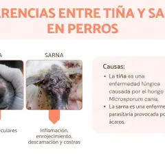 Comparativa visual de tiña y sarna en perros. La tiña, causada por hongos, muestra lesiones circulares. La sarna, por ácaros, provoca inflamación y costras.