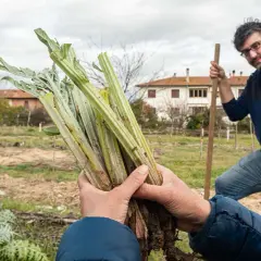 Mani che sorreggono un fascio di carciofi appena sradicati, pronti per essere piantati. Sullo sfondo, un uomo con una vanga e un campo coltivato.