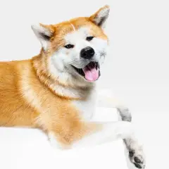 Akita Inu: Sierść czy włosy? Prawda o linieniu i alergii