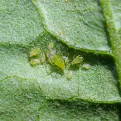 Gros plan de pucerons verts sur une feuille de pomme de terre.