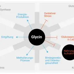 Glycin wirkt auf Entgiftung, Energieproduktion, Bindegewebsgesundheit und mehr. Es beeinflusst auch Glukoseproduktion und oxidativen Stress.