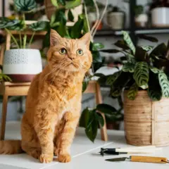 Gato naranja curioso entre plantas. ¡Cuidado! Algunas plantas, como el romero tóxico para gatos, pueden ser peligrosas.