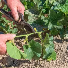 Mains coupant une tige de melon avec des sécateurs. La taille du melon est essentielle pour une bonne croissance.