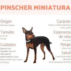 Un Pinscher Miniatura, perro de origen alemán, con pelaje corto y liso. Ideal para casas y pisos. Conoce sus cuidados y salud.