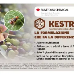 Insetto dannoso per le olive, Kestrel insetticida dosi efficaci contro mosca e tignola. Protezione per la tua raccolta.