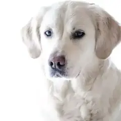 Czy Golden Retriever często choruje? Kompletny przewodnik zdrowia