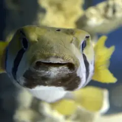 Oceanarium kujawsko pomorskie - co warto wiedzieć o atrakcjach morskich