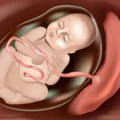 Płód w worku owodniowym, połączony pępowiną z łożyskiem. To właśnie łożysko co to jest? To organ zapewniający życie.