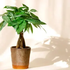 Un pachira tressé, symbole de prospérité, dans un pot en terre cuite. Son entretien est simple pour une touche de verdure.