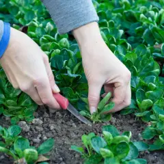 Hände ernten mit einem kleinen Messer frischen Feldsalat aus dem Beet.