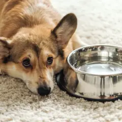 Smutny corgi leży obok miski z wodą, wyraźnie widać, że pies nie chce pić wody.