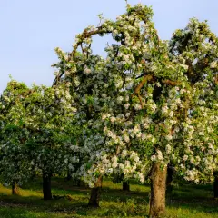 Ile od granicy można sadzić drzewa? Uniknij problemów z sąsiadami