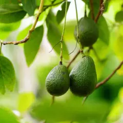 Gdzie rośnie awokado? Odkryj najwięcej producentów na świecie