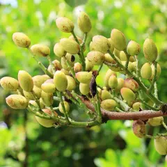 W jakim kraju rosną pistacje? Poznaj największych producentów!