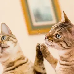 Czy koty widzą się w lustrze? Odbicie, które ich zaskakuje